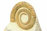 Early Devonian Ammonoid (Anetoceras) - Tazarine, Morocco #306899-2